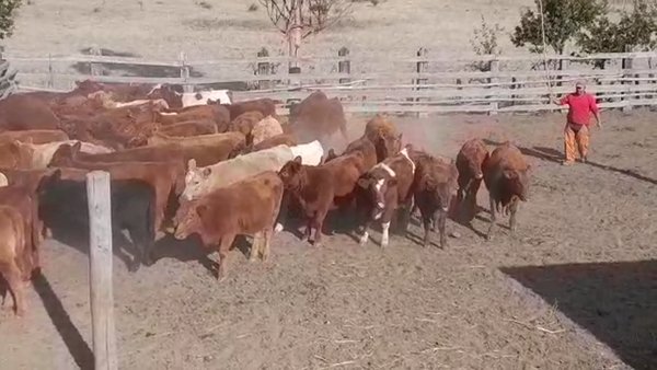 Lote 55 Ternera en Los Sauces, IX Región Araucanía
