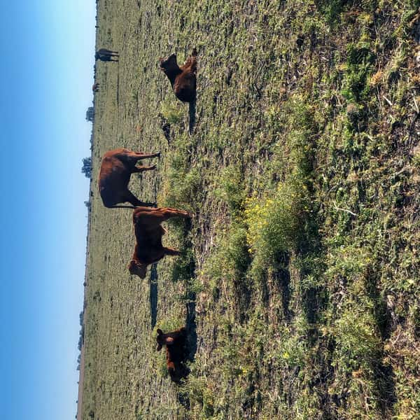 Lote 75 Vaquillonas C/ cria en Entre Ríos, Basavilbaso