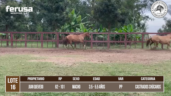 Lote LOTE 16 DE CAMPO