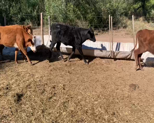 Lote 50 Vaquillonas en Juan José Castelli, Chaco