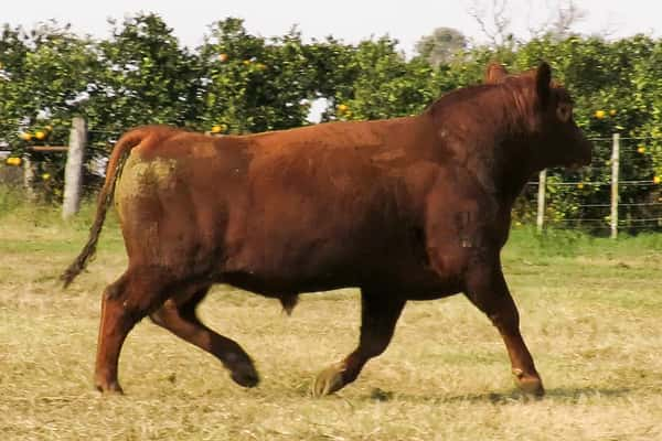 Lote CABAÑA COEMBOTÁ: RP 245