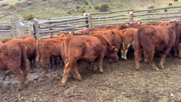 Lote 25 Ternero en Coyhaique, XI Región Aysén
