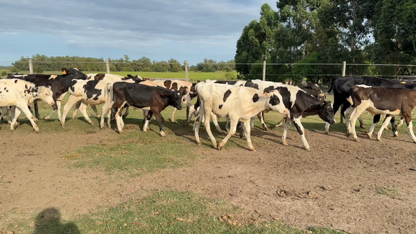 Lote TERNEROS