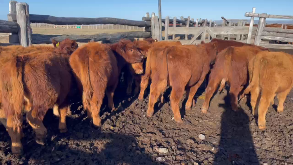 Lote 25 Ternero en Coyhaique, XI Región Aysén