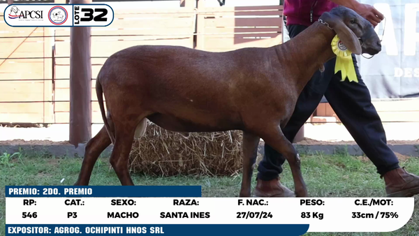 Lote LOTE 32