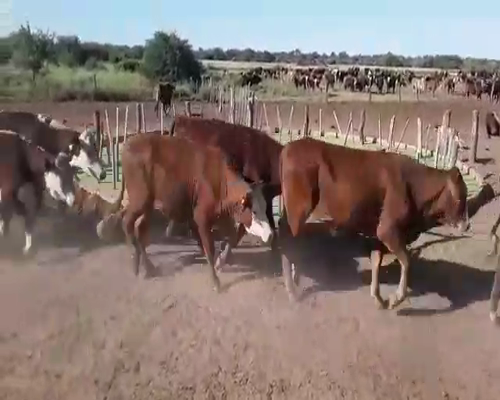 Lote 130 Novillos en Juan José Castelli, Chaco