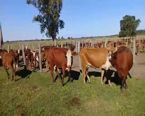 Lote 172 Vacas nuevas C/ cria en Corrientes, Santa Lucía