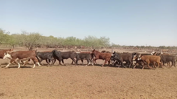 Lote 60 Terneros/as Braford en Cululú, Santa Fe