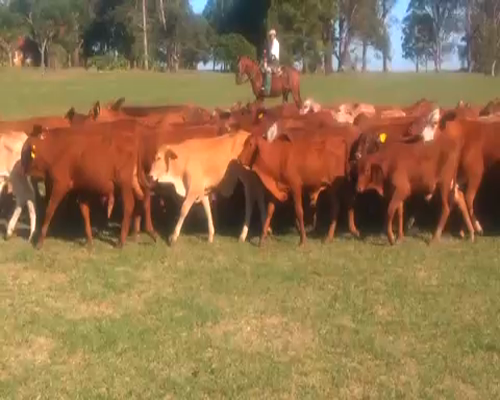 Lote 130 Terneros en Santo Tomé, Corrientes
