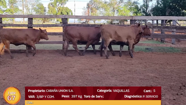 Lote LOTE  67
