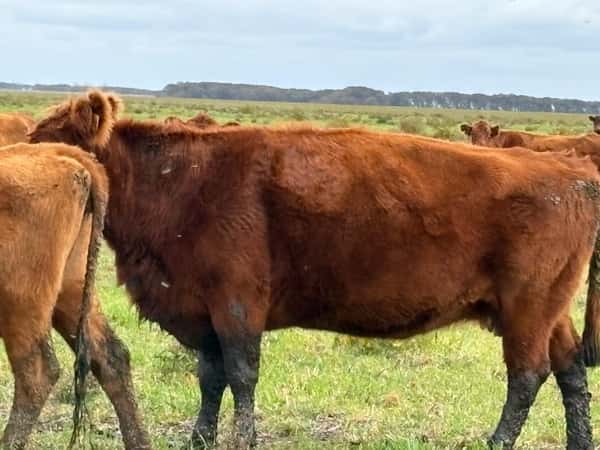 Lote 65 Vacas de invernar en Buenos Aires, Tandil