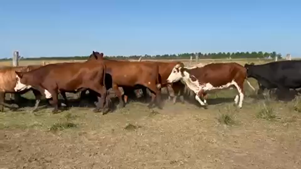 Lote 24 Vacas nuevas Preñadas en Ituzaingó, Corrientes
