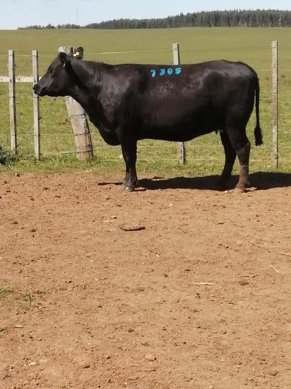 Lote 6 VACAS SA VACIAS