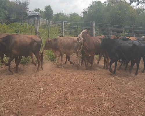 Lote 100 Terneros en Tintina, Santiago del Estero