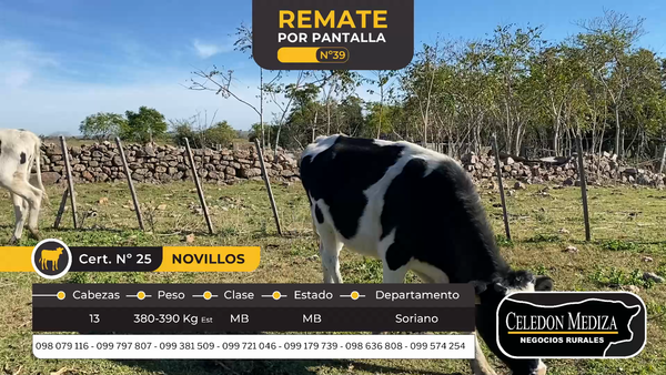 Lote 13 Novillos en Soriano