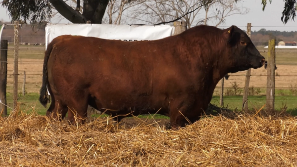 Lote TOROS PUROS POR CRUZA