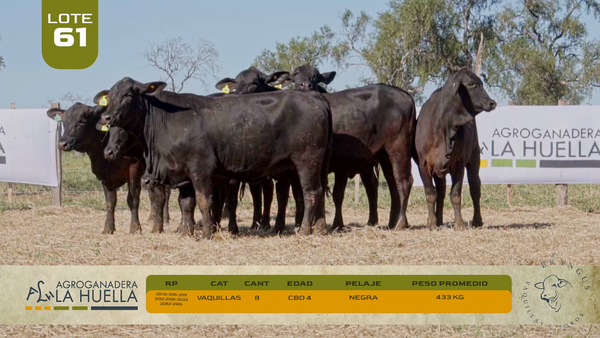 Lote LOTE 61