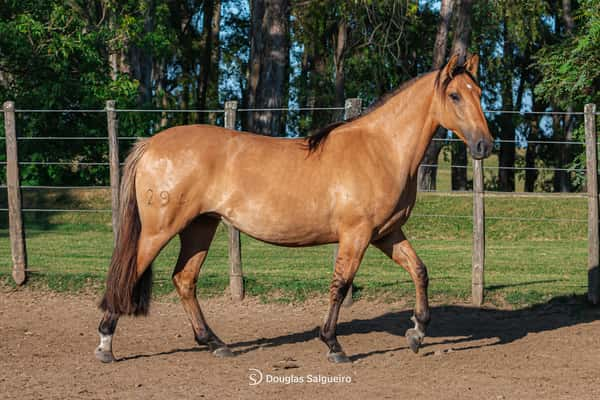 Lote NOVIA ALEGRE DE LA COLINA