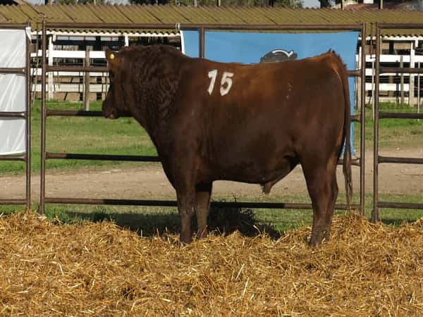 Imagen 3 del Lote Lote TOROS ANGUS COLORADOS PC