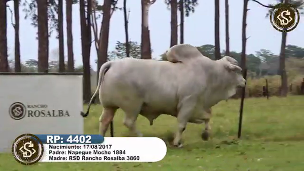 Lote PREÑEZ Nelore a Bozal Expo Internacional 2022 - Lote 2