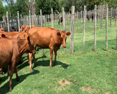 Lote 16 Terneras en Melo, Cerro Largo