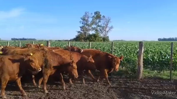 Lote 58 Vacas nuevas C/Gtia de PÑ en Gral. Belgrano