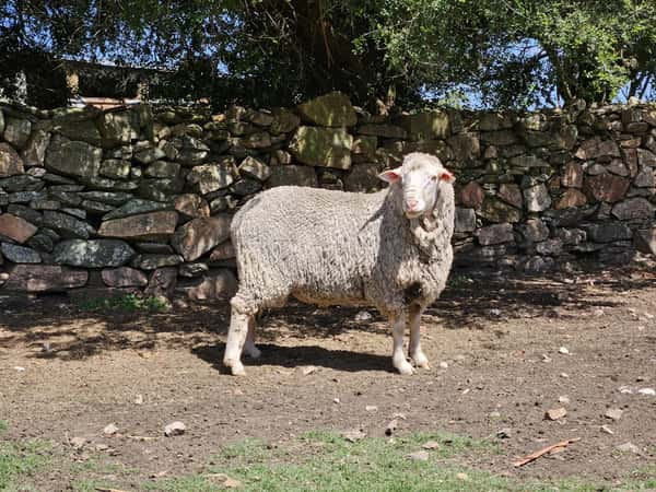 Lote (Vendido)Carneros a remate en Subasta Online - Nambi Guasu, Lavalleja