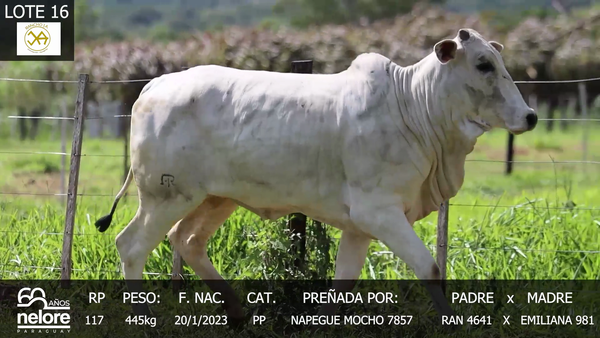 Lote LOTE 16