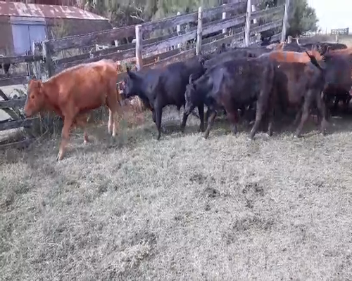 Lote 23 Terneros en Coronel Suarez, Buenos Aires
