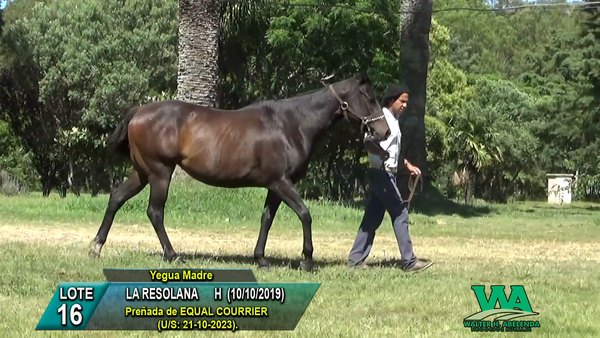 Lote LA RESOLANA