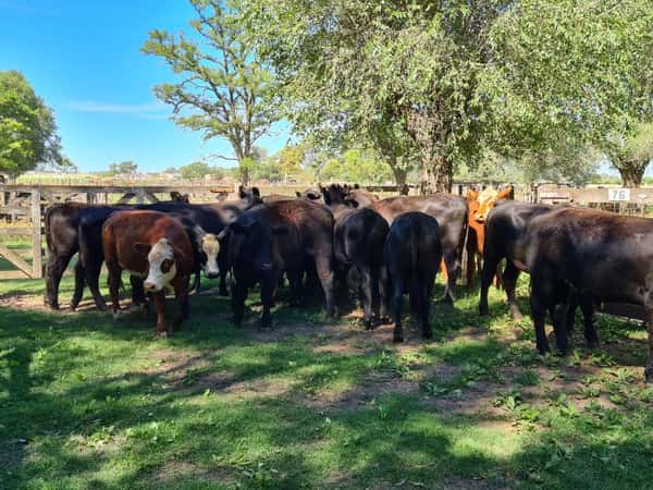 Lote 17 Novillos en Gral. Lamadrid, Buenos Aires