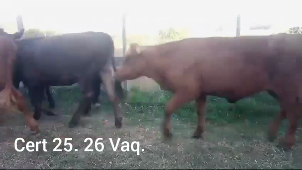 Lote TERNERAS