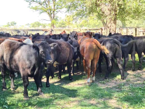 Lote 29 Novillitos en Gral. Lamadrid, Buenos Aires
