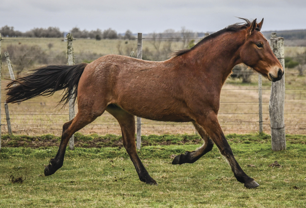 Lote FANFARRON LA FLECHILLA