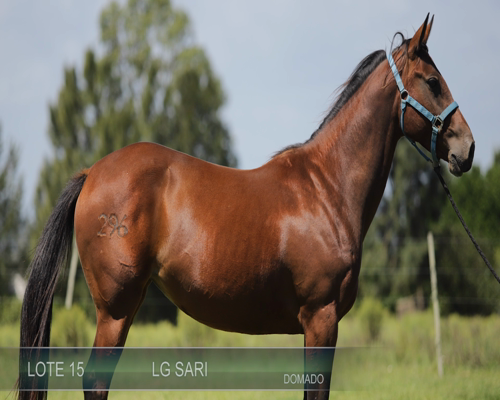 Lote LG SARI