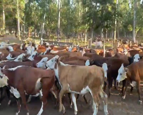 Lote 115 Vaquillonas P/ entorar en San Roque, Corrientes