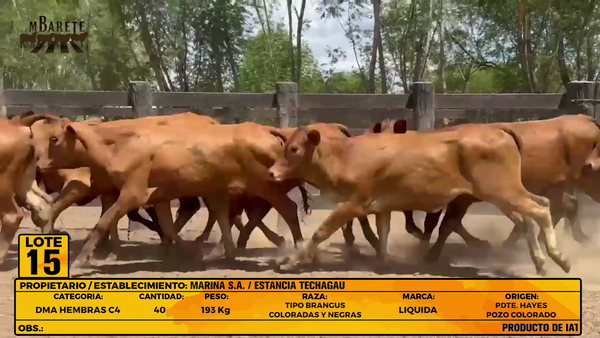 Lote LOTE 15