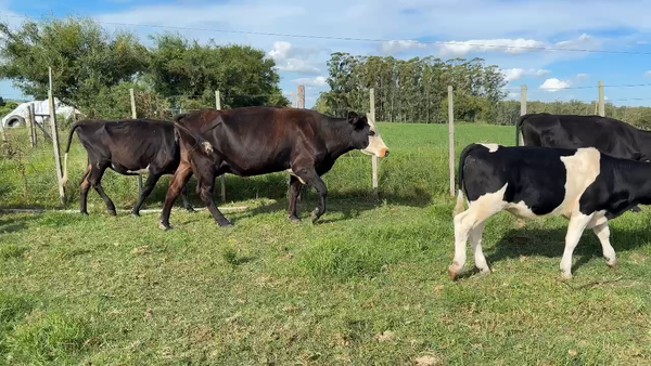 Lote PIEZA DE CRIA