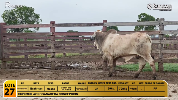 Lote Toros Brahman a remate en Viernes 30 de mayo- Remates PDC, Alto Paraguay