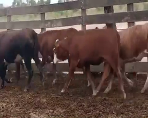 Lote 110 Terneras en Las Lomitas, Formosa