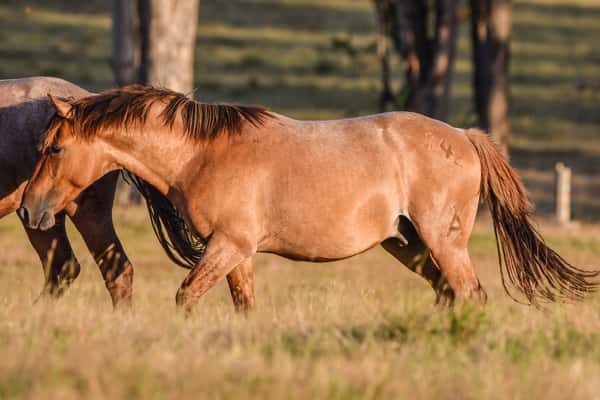 Lote MANGRULLO PENDENCIERO