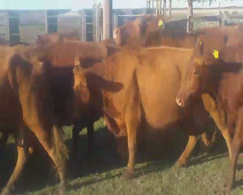 Lote 30 Vacas CUT  en Tapalqué, Buenos Aires