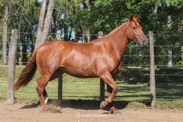 Lote JURA DE LA COLINA