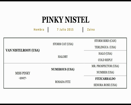 Lote PINKY NISTEL (VAN NISTELROOY - MISS PINKY)