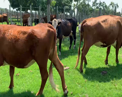 Lote 4 Piezas de cría en Melo, Cerro Largo