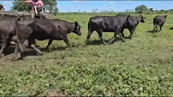 Lote 55 Vaquillonas preñadas en Palo Santo, Formosa