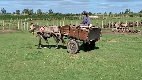 Lote CABALLO