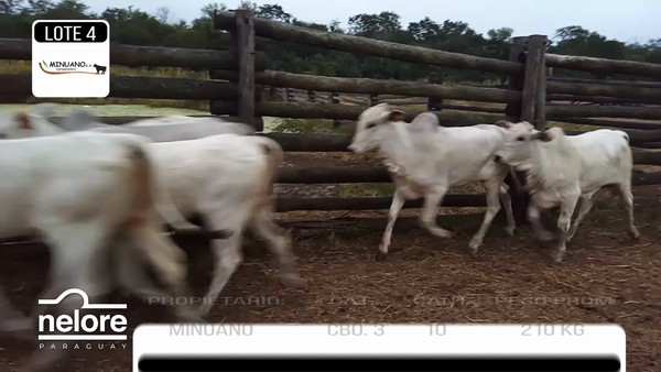 Lote LOTE 4