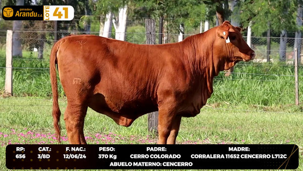 Lote LOTE 41