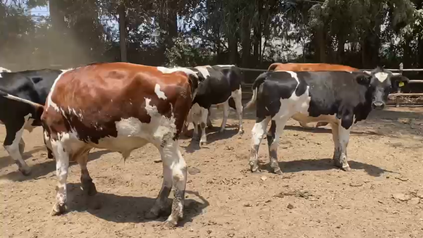 Lote 22 Novillo Gordo en Paine, Región Metropolitana